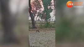 Monkey stunt like Tiger Shroff backflip bandar ne mari gualti video mpsn Monkey stunt like Tiger Shroff backflip bandar ne mari gualti video mpsn