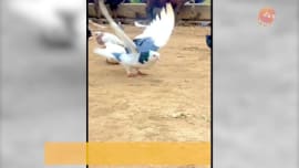 Pigeons Amazing Backflip like actor tiger shroff Video viral mpsn Pigeons Amazing Backflip like actor tiger shroff Video viral mpsn