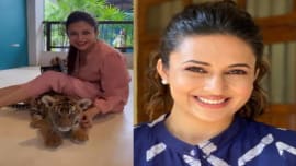 टाइगर के बच्चे के साथ खेलती नजर आईं Divyanka Tripathi, वीडियो देख थम जाएंगी आपकी सांसें टाइगर के बच्चे के साथ खेलती नजर आईं Divyanka Tripathi, वीडियो देख थम जाएंगी आपकी सांसें